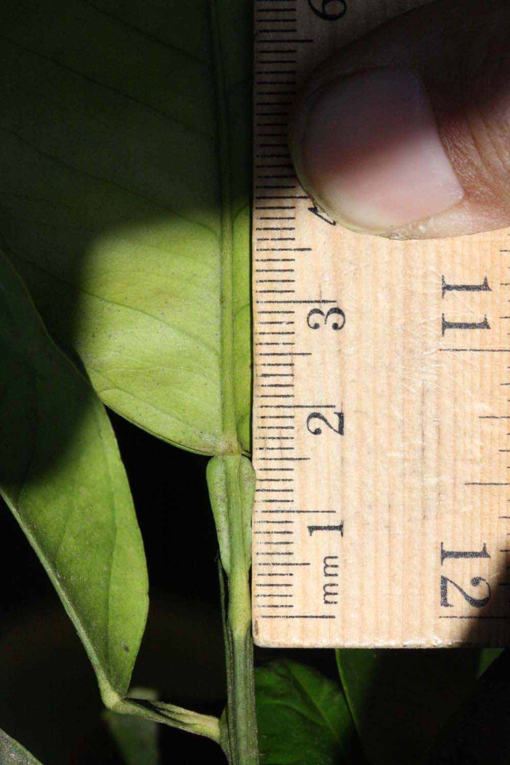              Petiole (Riverside, CA)       